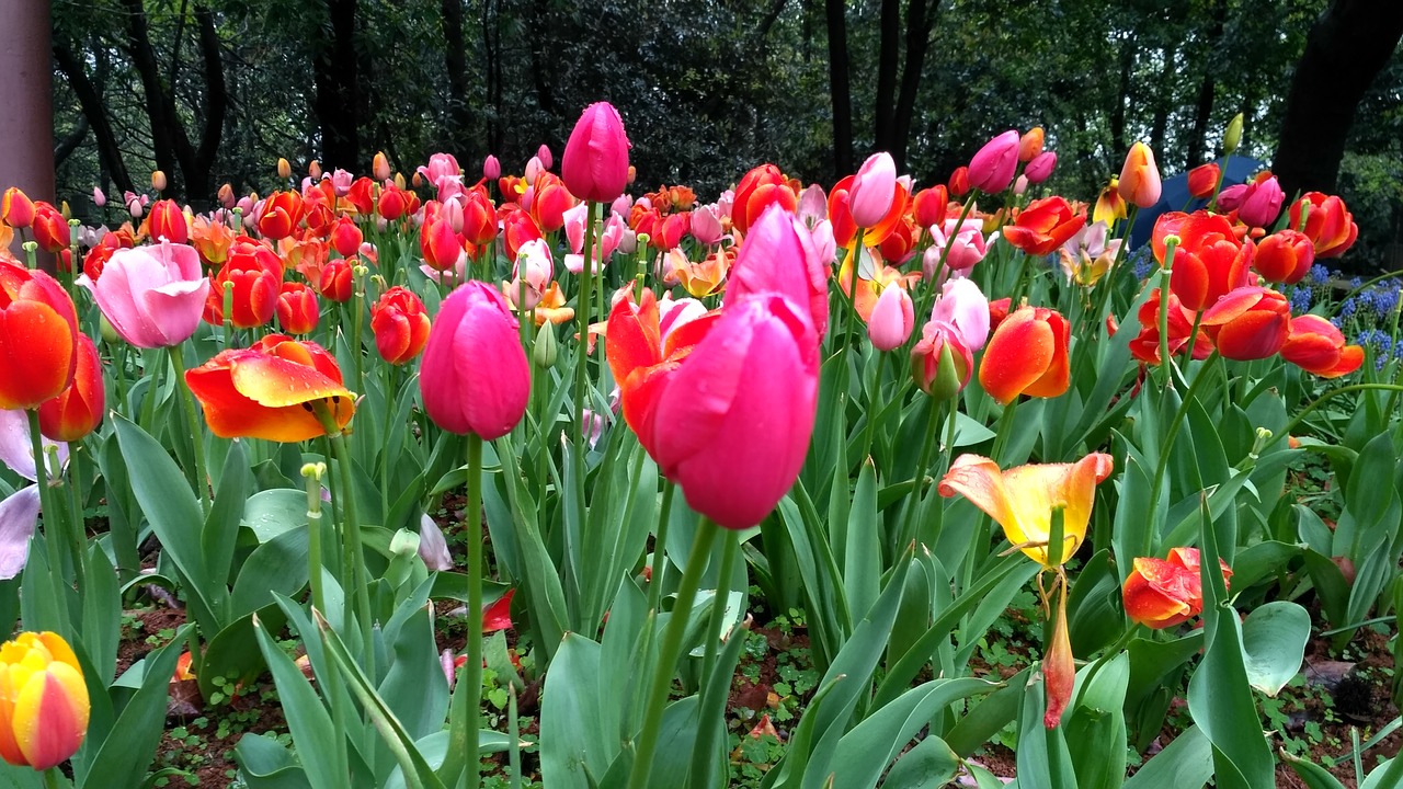 flower  tulip  nature free photo