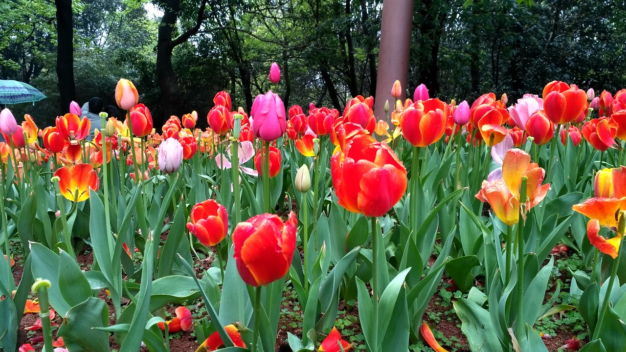 flower  tulip  garden free photo