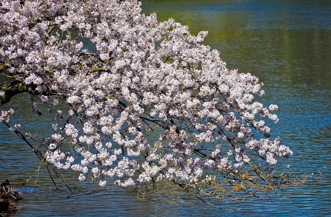 flower  season  cherry wood free photo