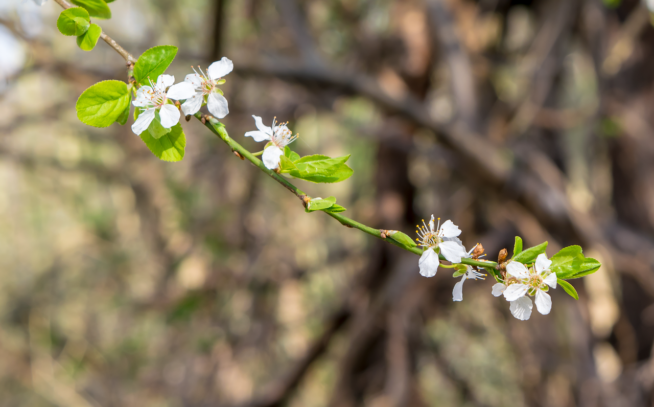 flower  nature  plant free photo