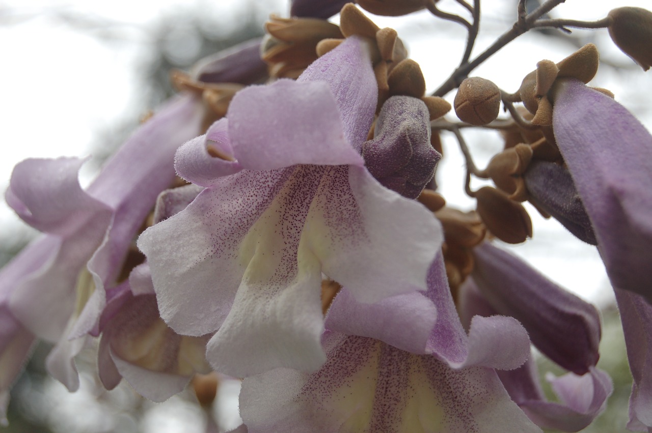 flower  nature  garden free photo