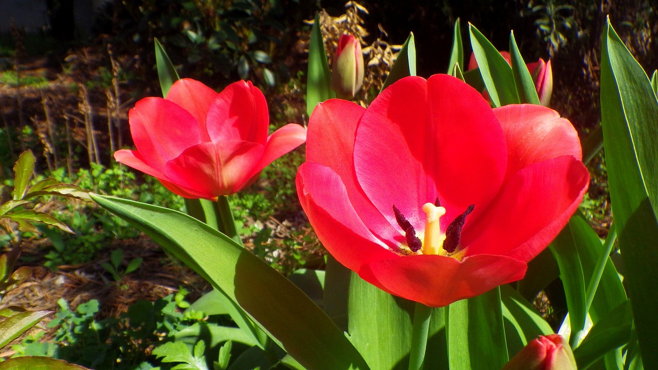 flower  plant  nature free photo