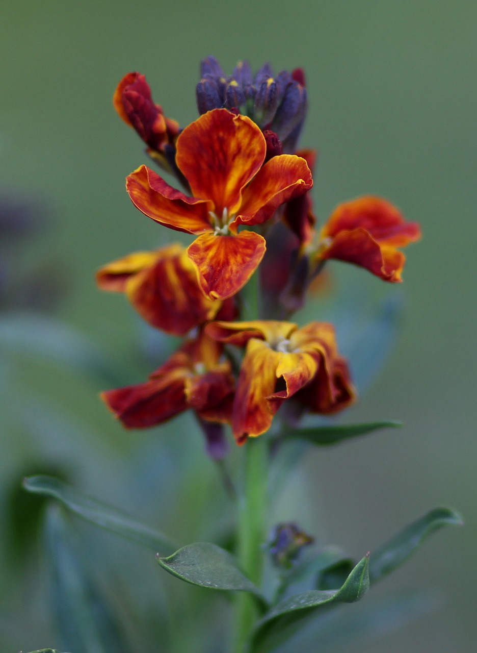 flower  dark red  supplies free photo