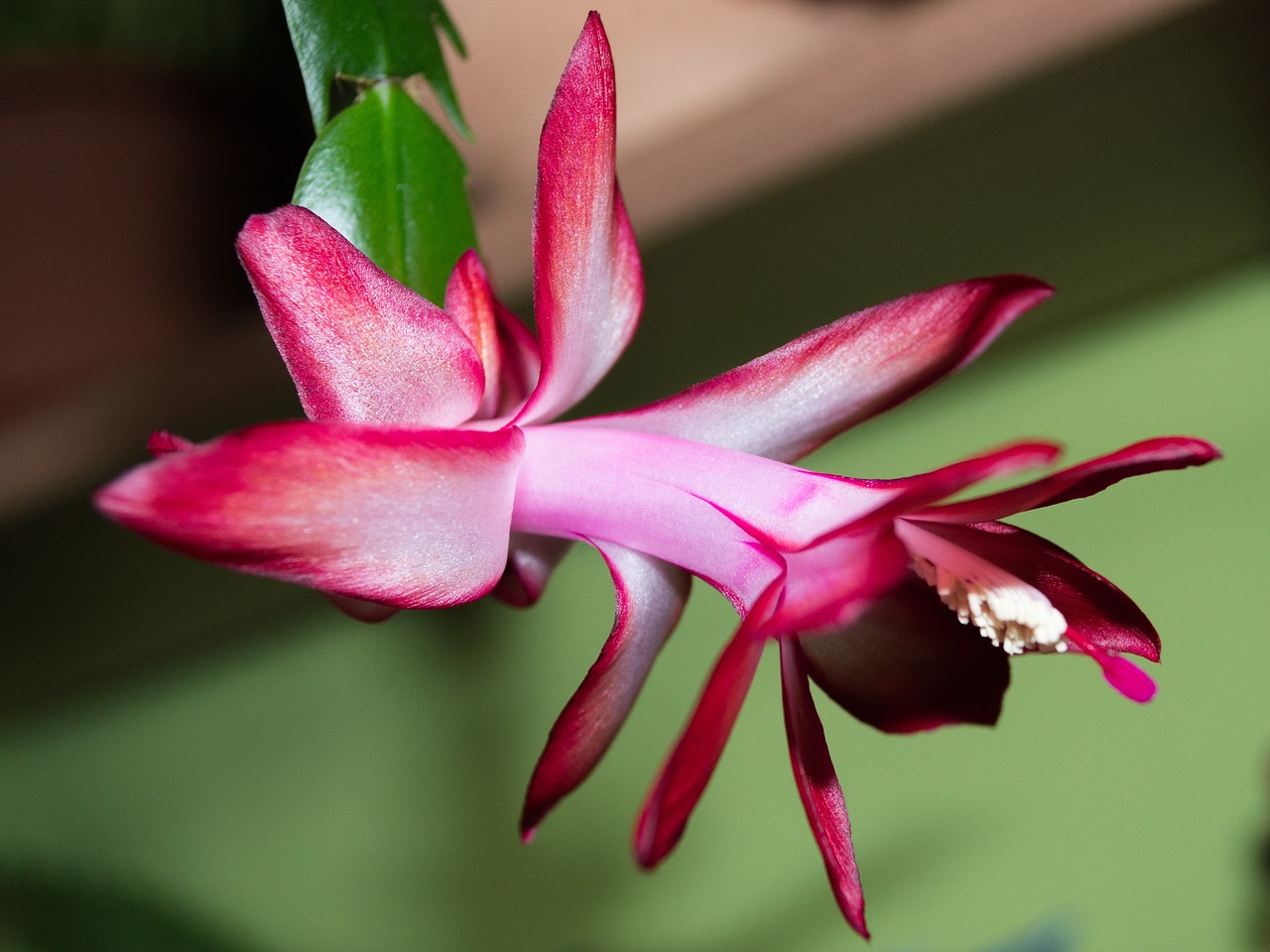 flower  plant  cactus free photo