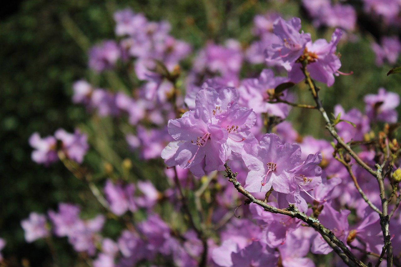 flower  nature  plant free photo