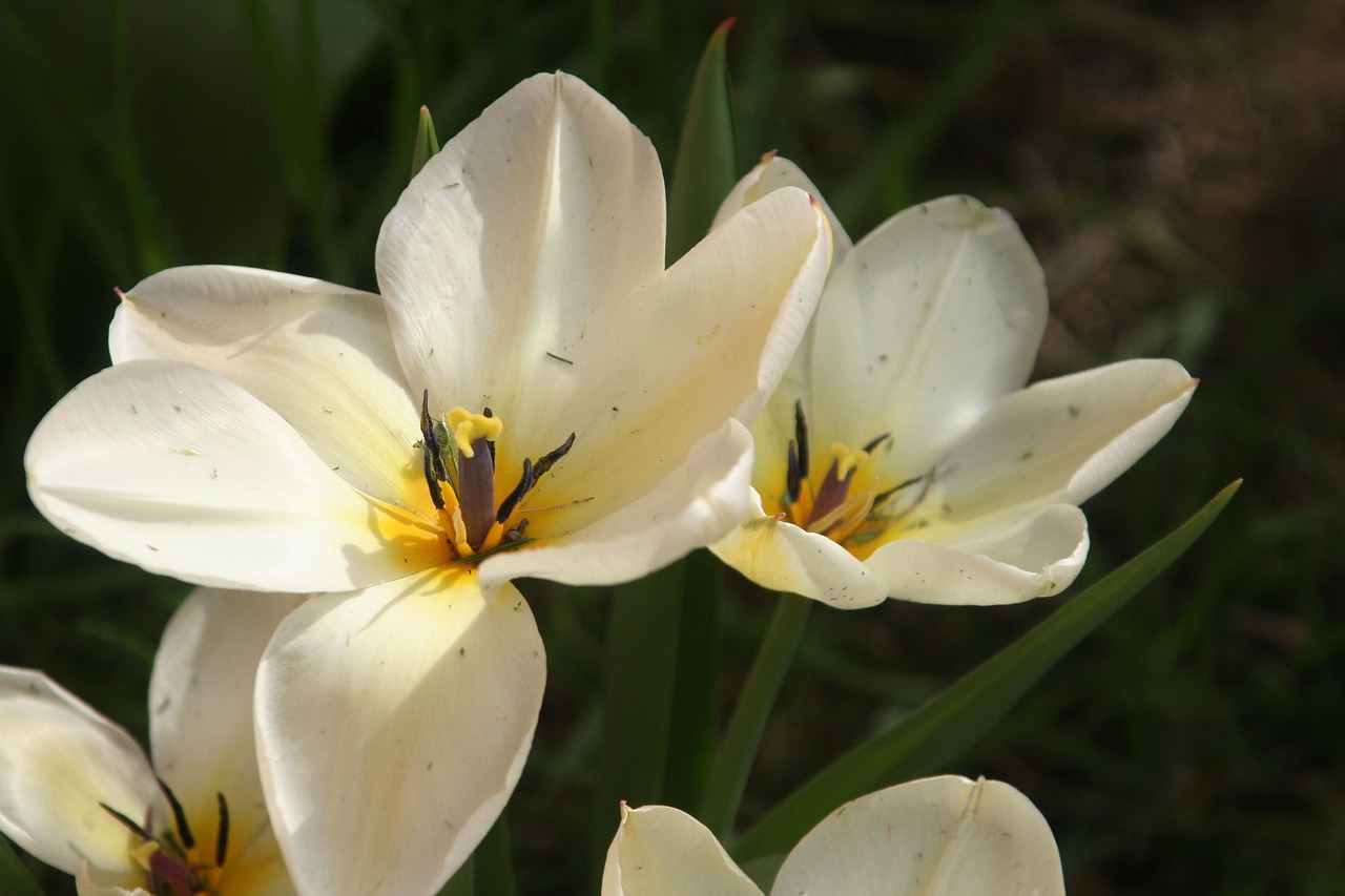 flower  nature  plant free photo