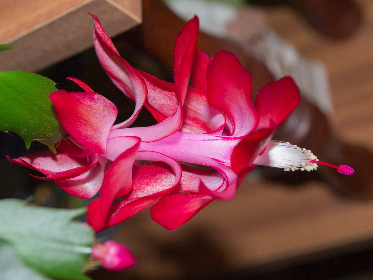 flower  cactus  plant free photo