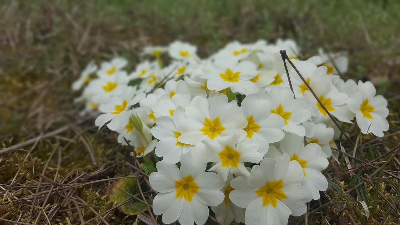 flower  nature  plant free photo