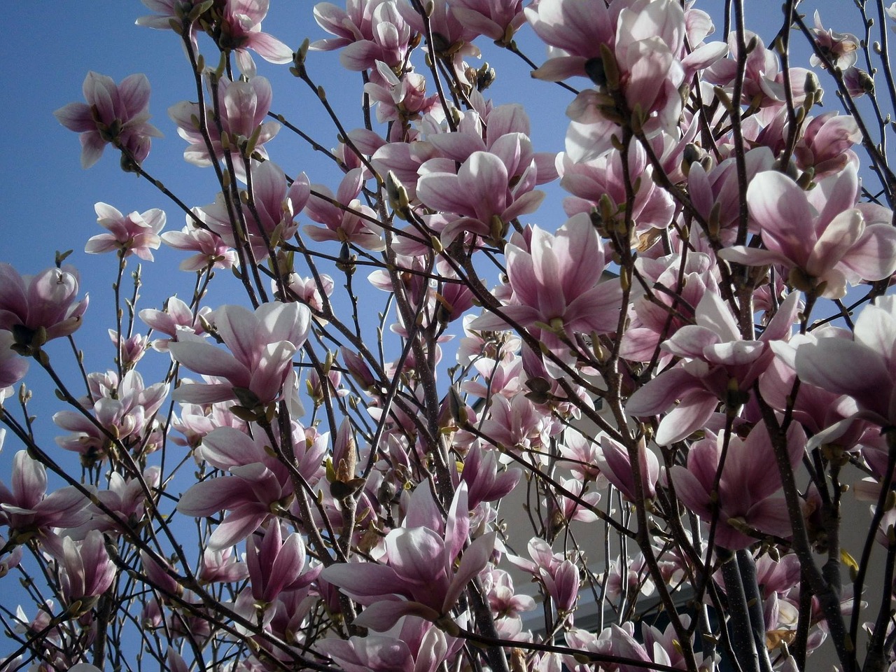 flower  magnolia  plant free photo