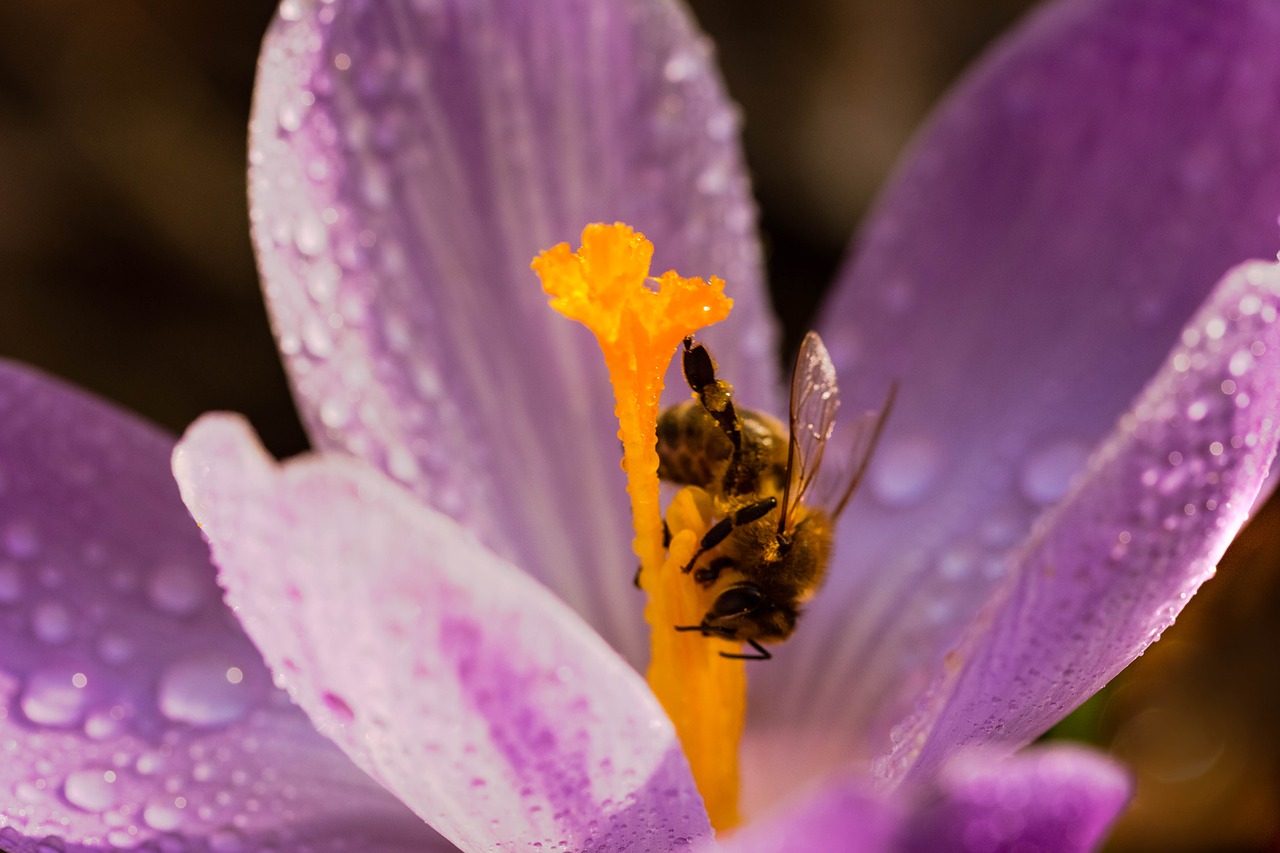 flower  bee  krokus free photo