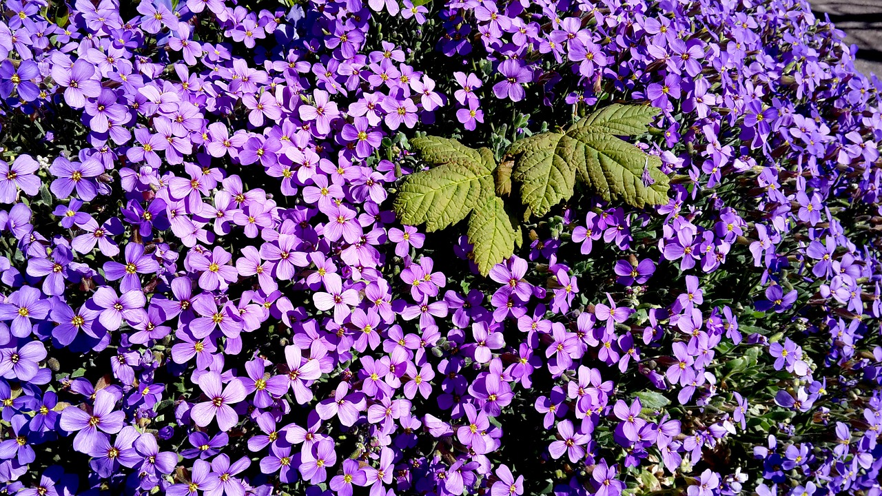 flower  plant  garden free photo