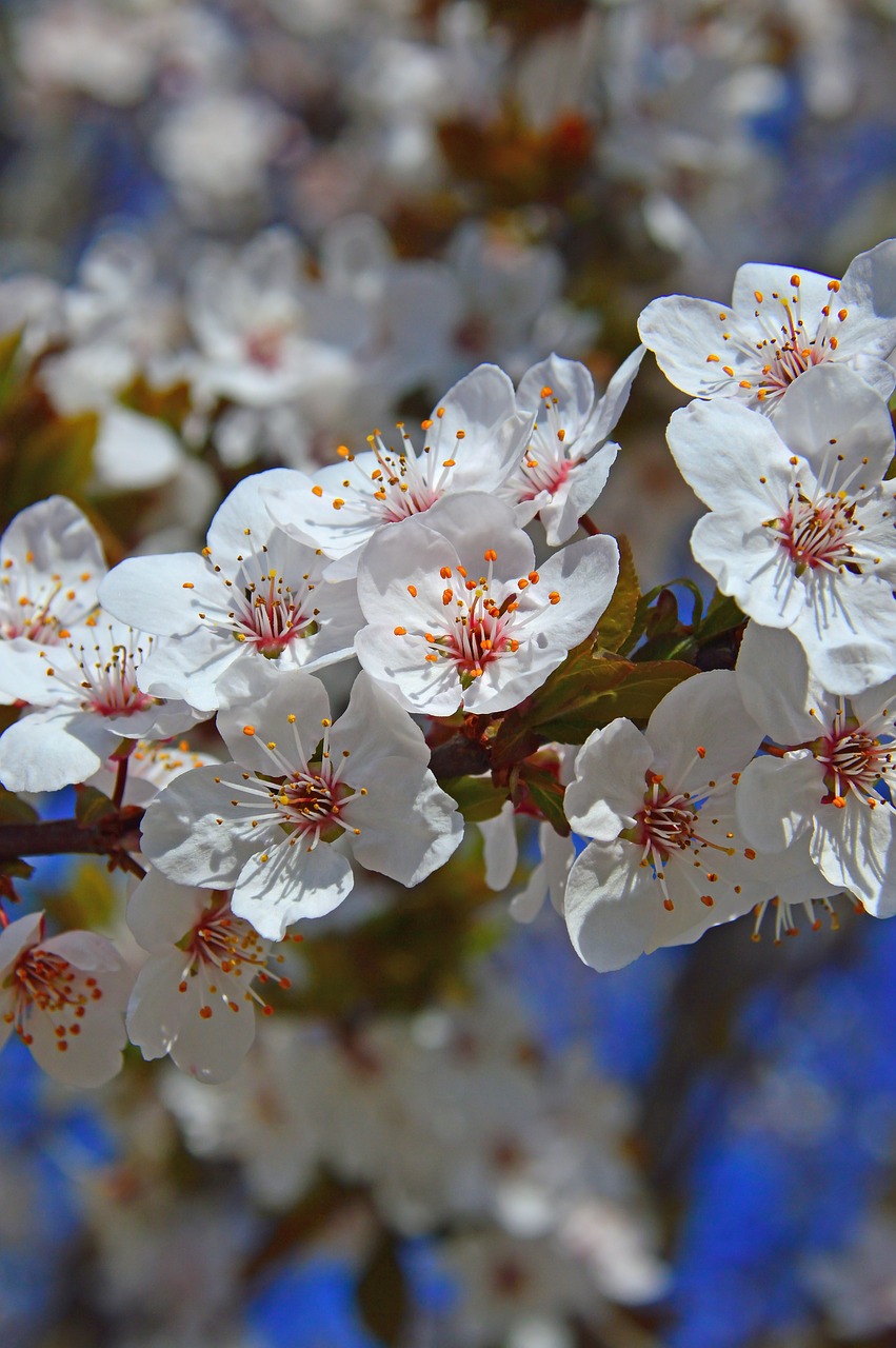 flower  nature  cherry free photo