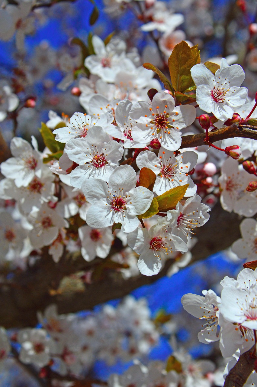 flower  nature  cherry free photo