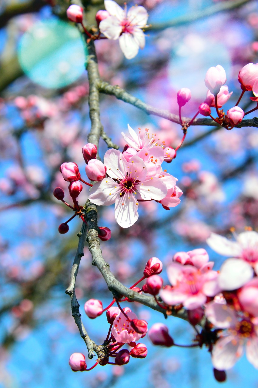 flower  nature  cherry free photo