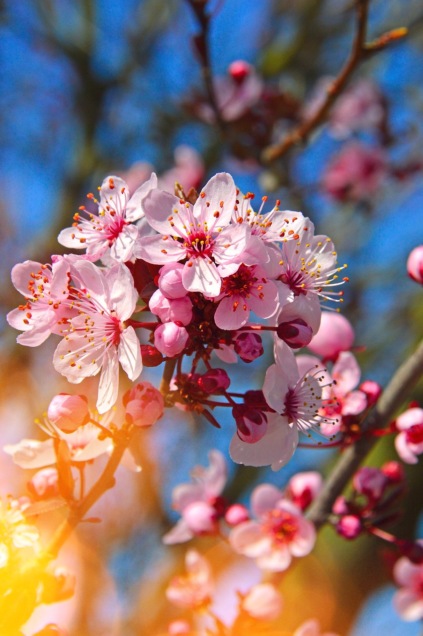 flower  nature  cherry free photo