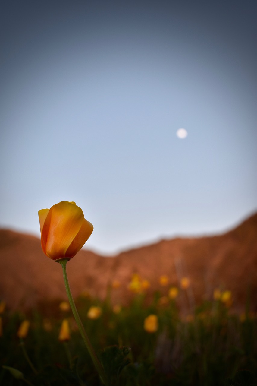 flower  nature  sky free photo