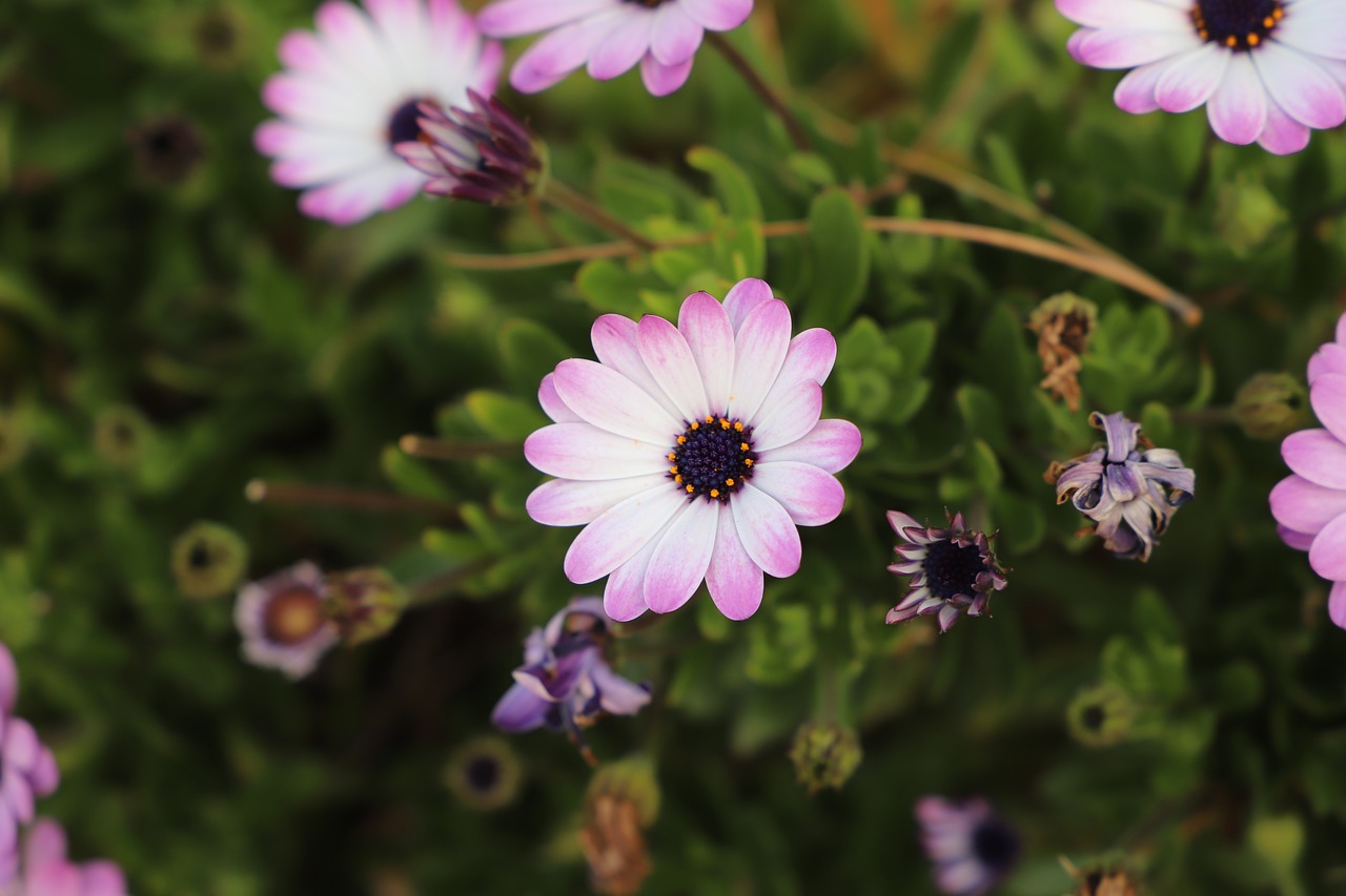 flower  plant  nature free photo