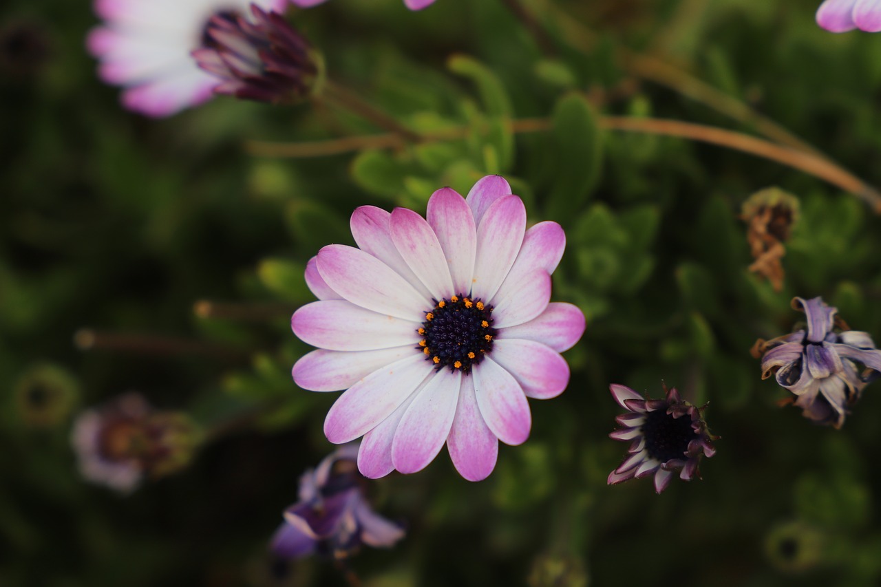 flower  plant  nature free photo