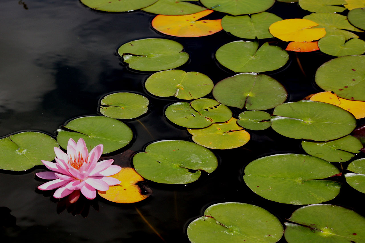 flower pink flora free photo