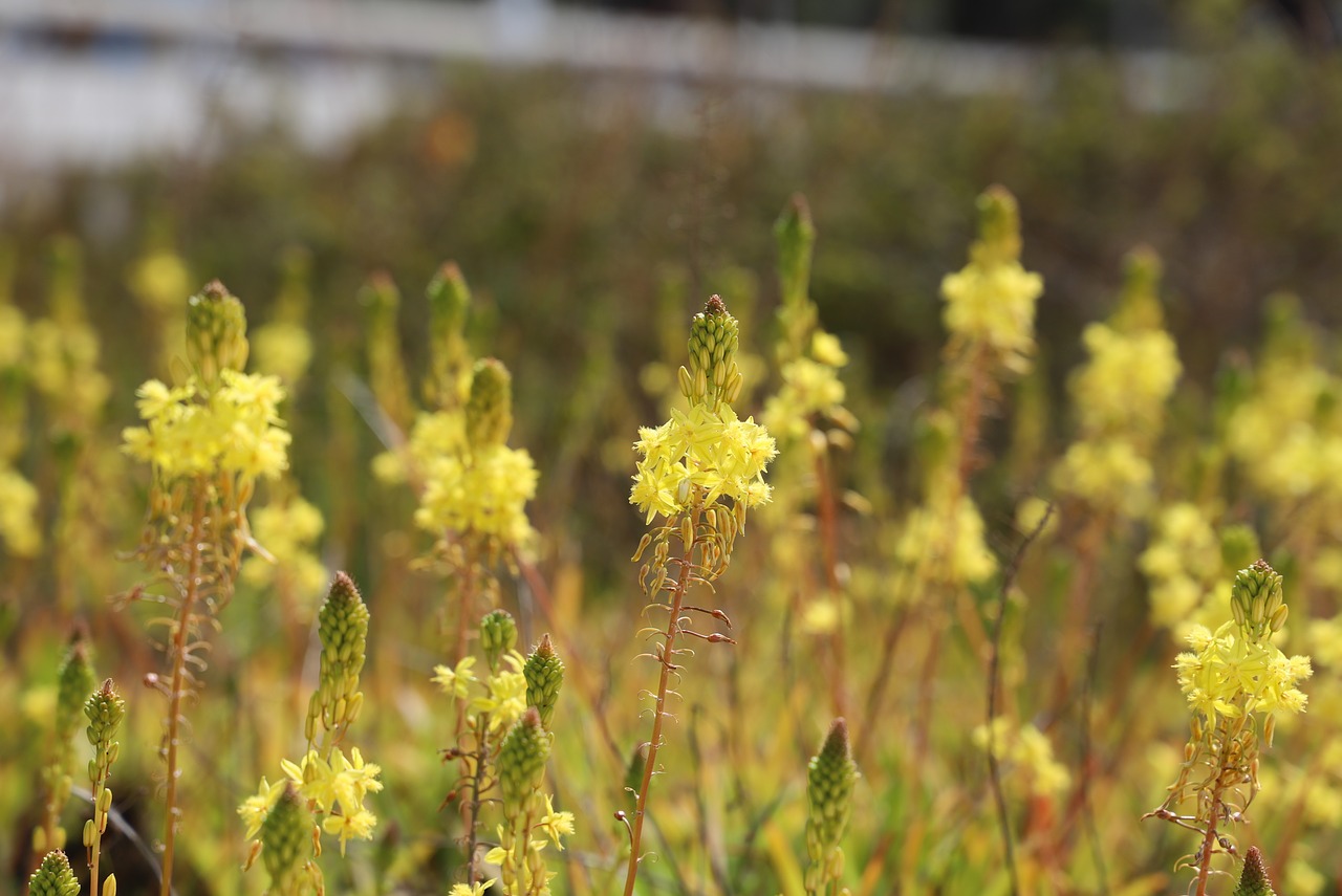 flower  nature  plant free photo