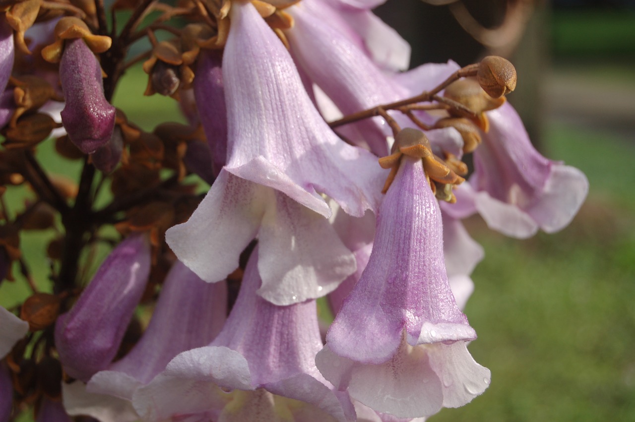 flower  nature  garden free photo