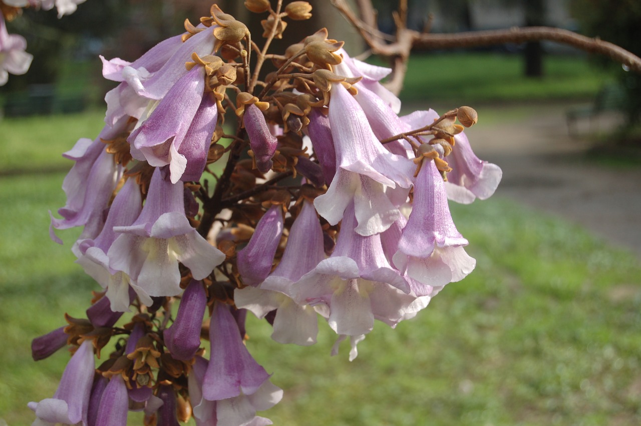 flower  nature  garden free photo