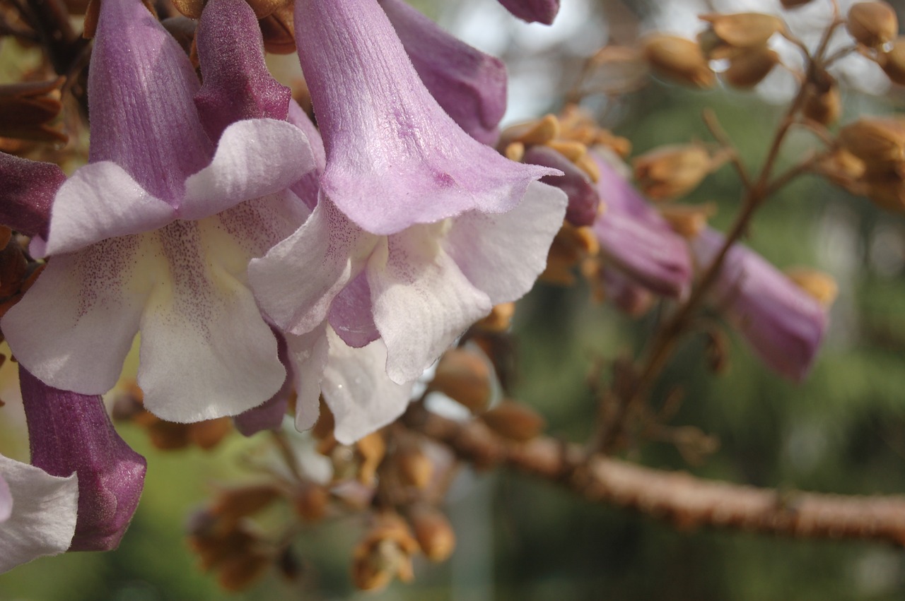 flower  nature  garden free photo