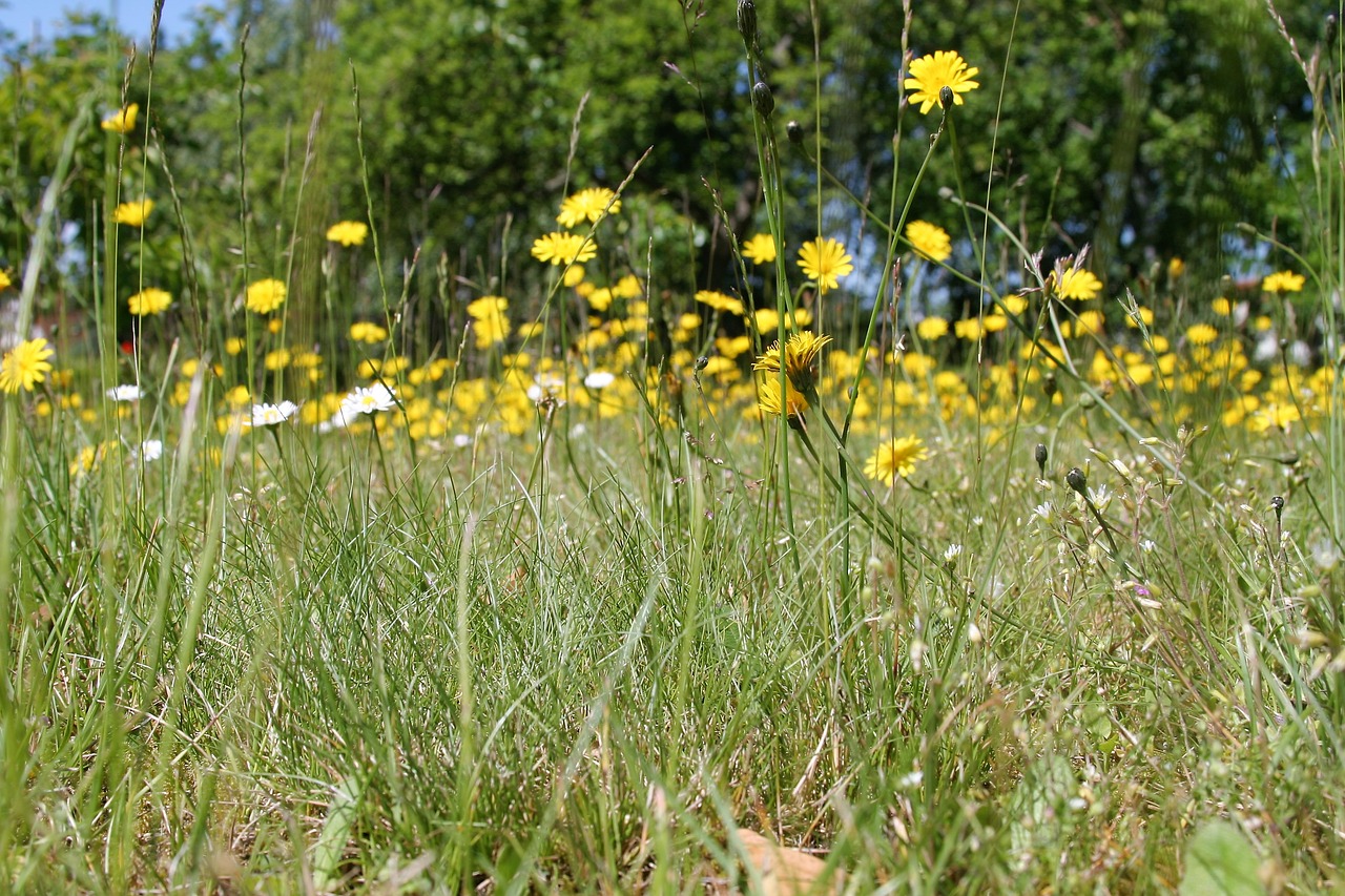 flower  meadow  field free photo