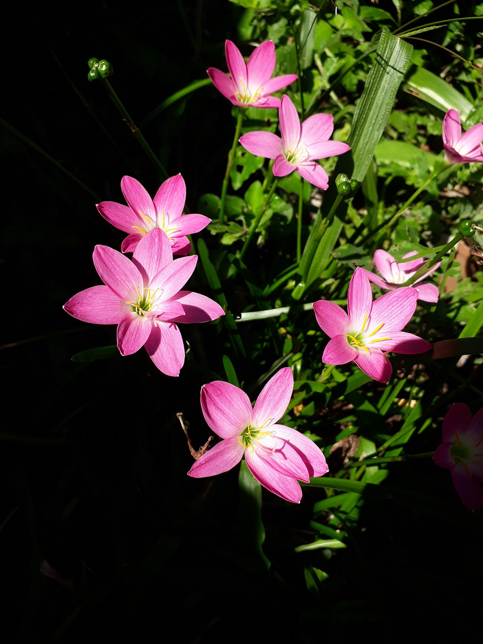 flower  flora  nature free photo