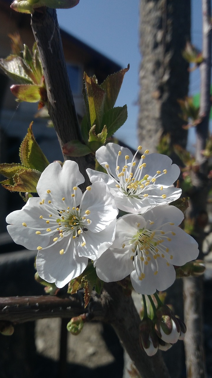 flower  tree  flora free photo