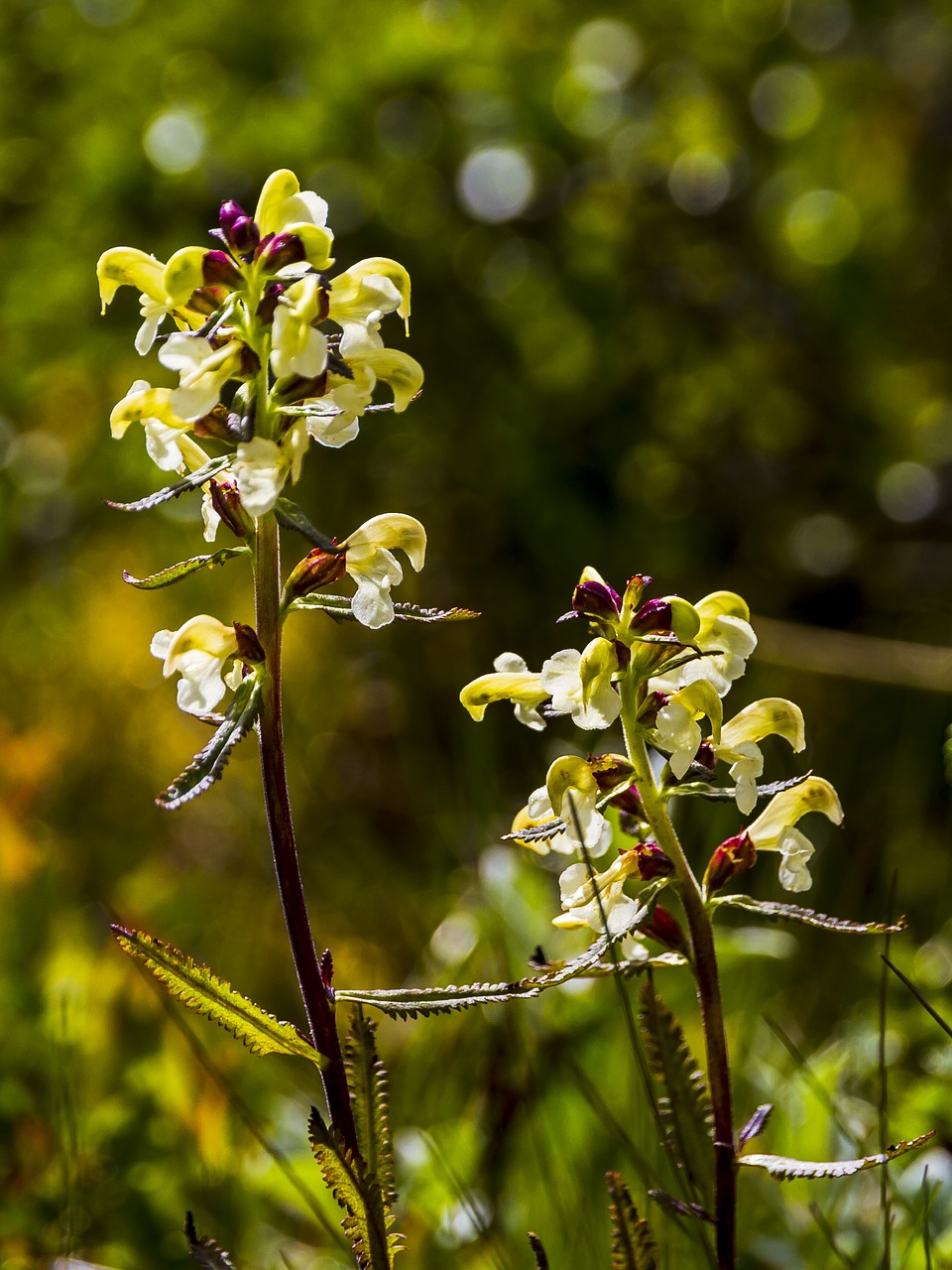 flower  the nature of the  the mountain free photo