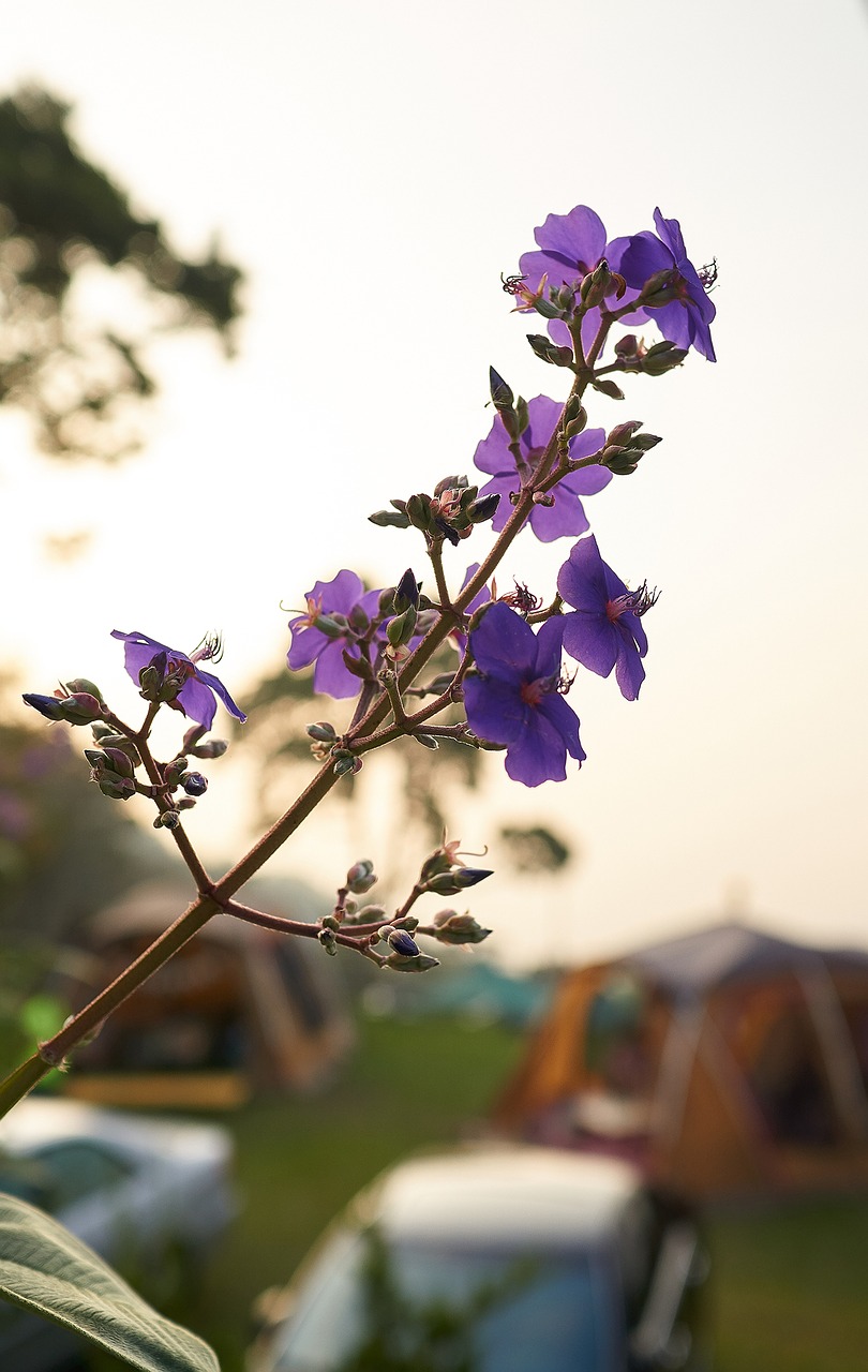 flower  plant  nature free photo