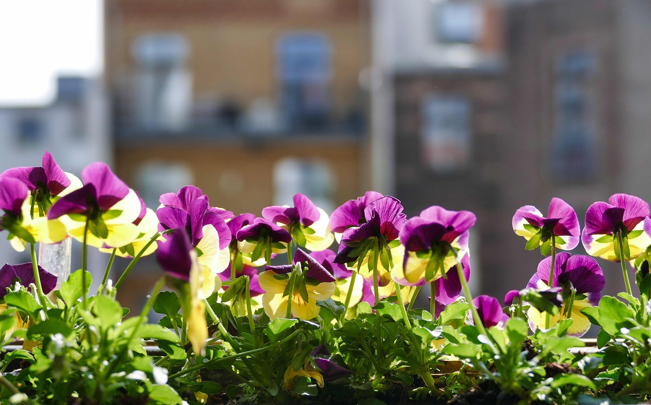 flower  garden  plant free photo