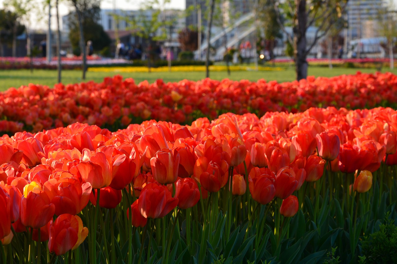 flower  garden  nature free photo