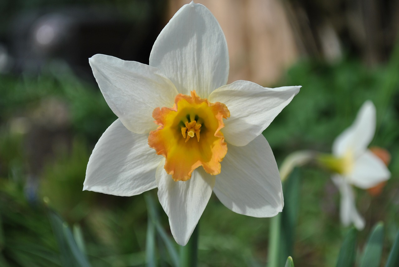 flower  nature  narcissus free photo