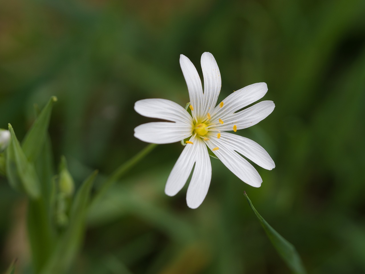 flower  wild flower  at the wayside free photo