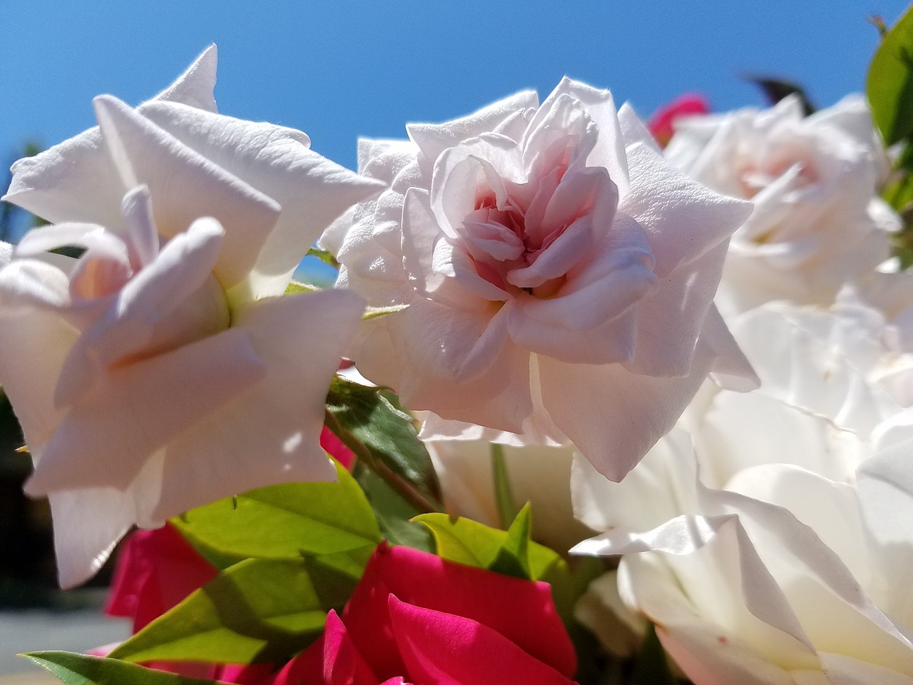 flower  bouquet  leaves free photo