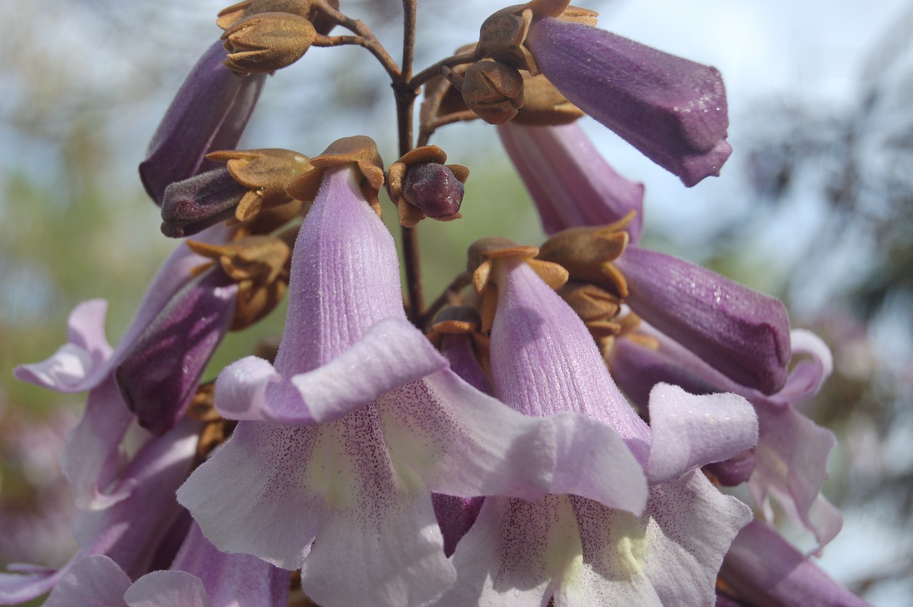 flower  nature  garden free photo