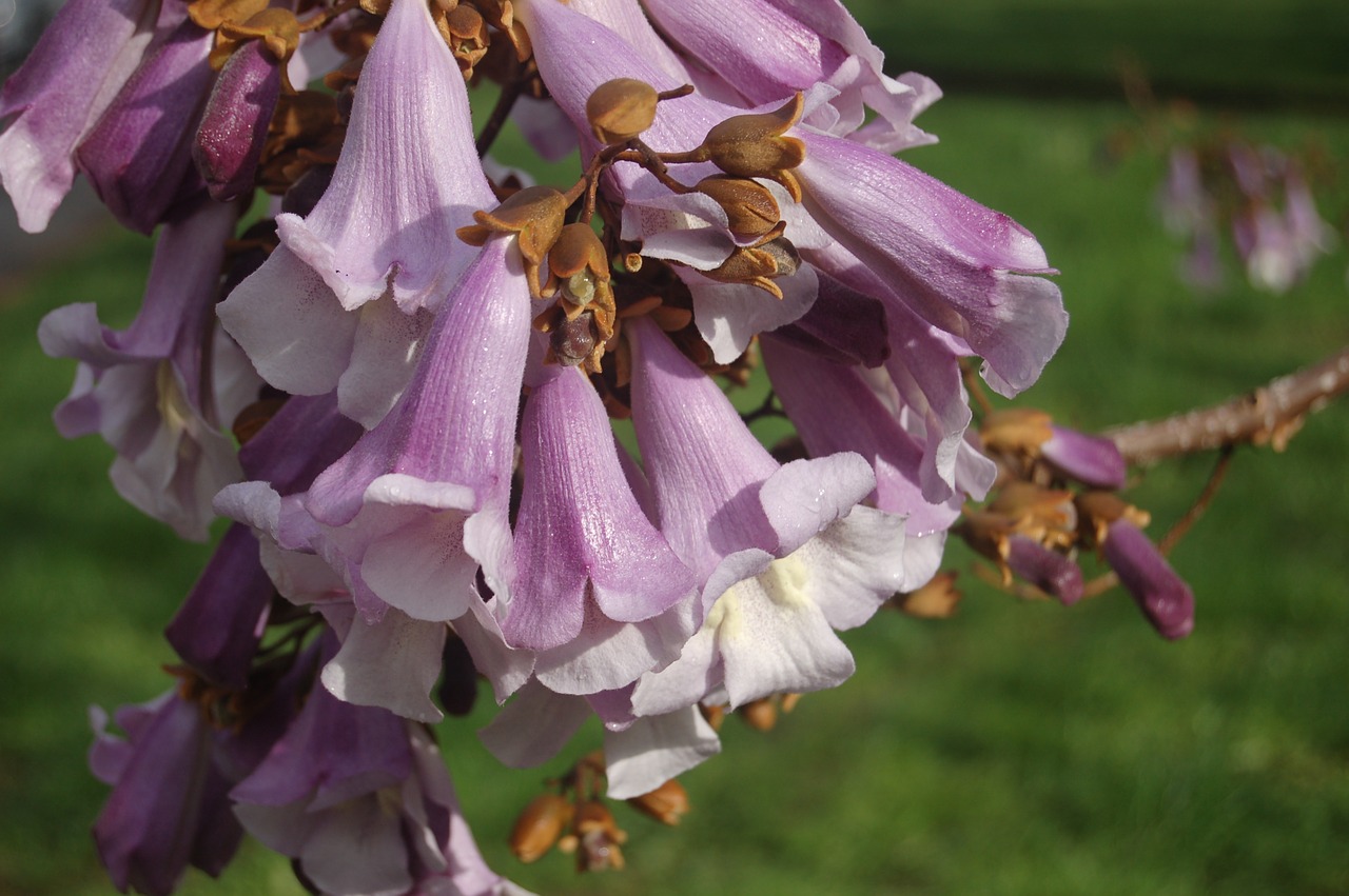 flower  nature  garden free photo