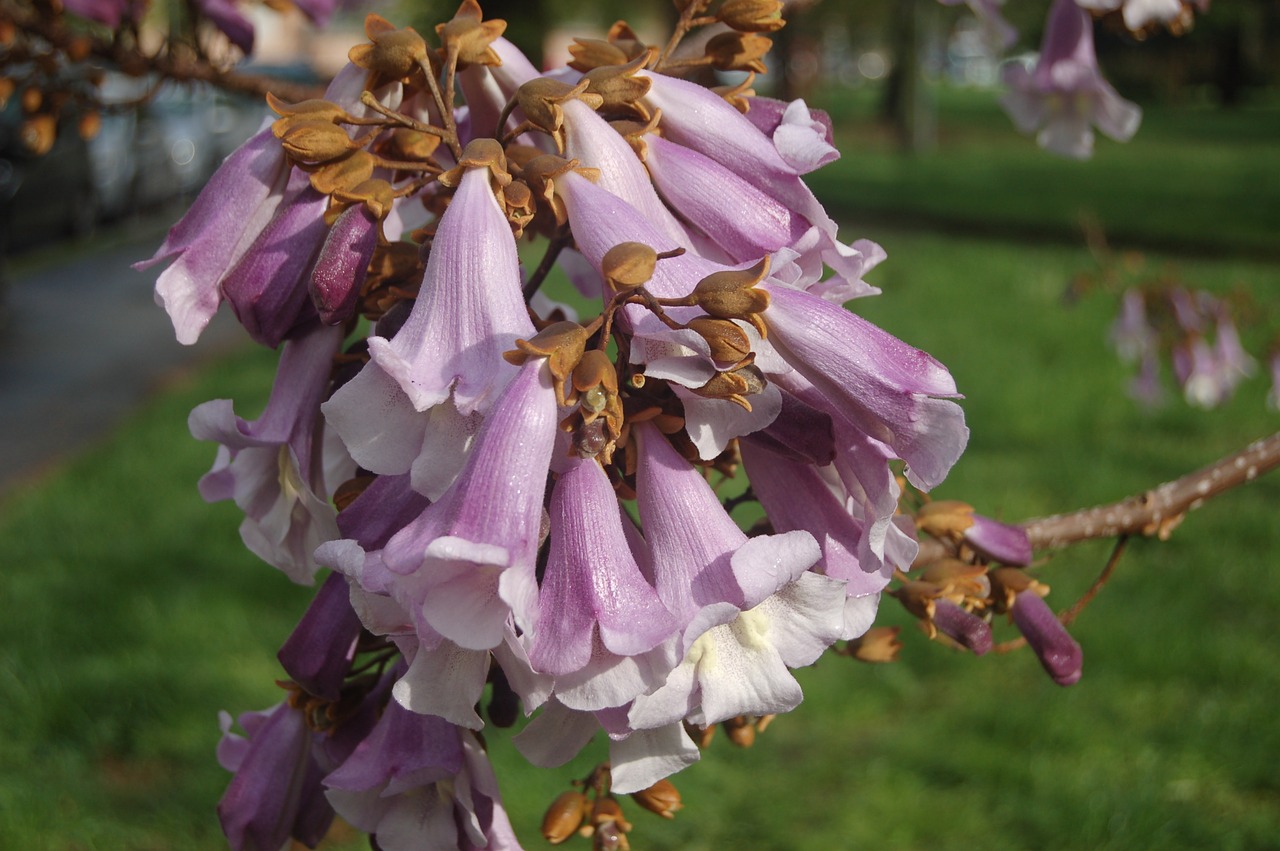 flower  nature  garden free photo