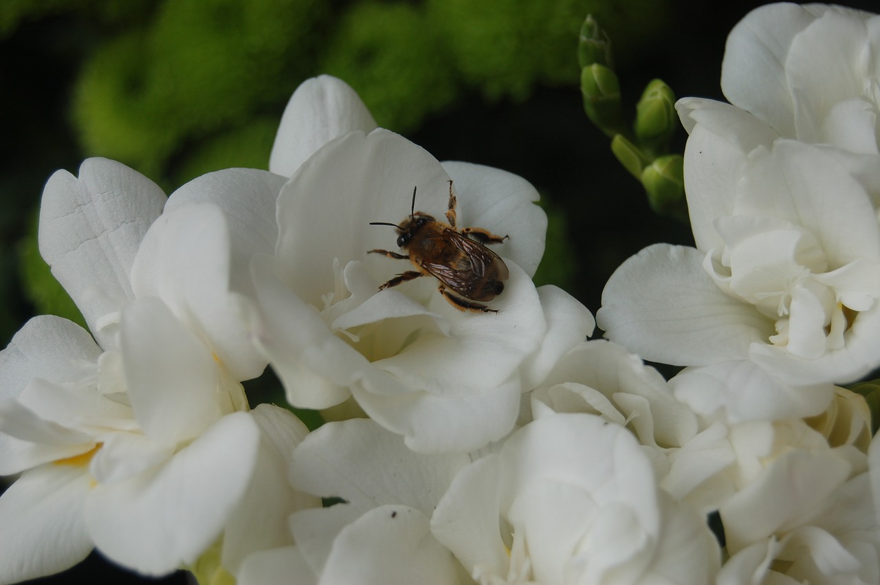 flower  nature  garden free photo