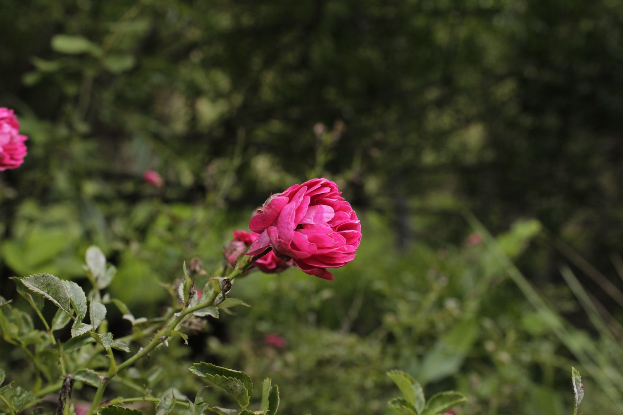 flower pink plant free photo