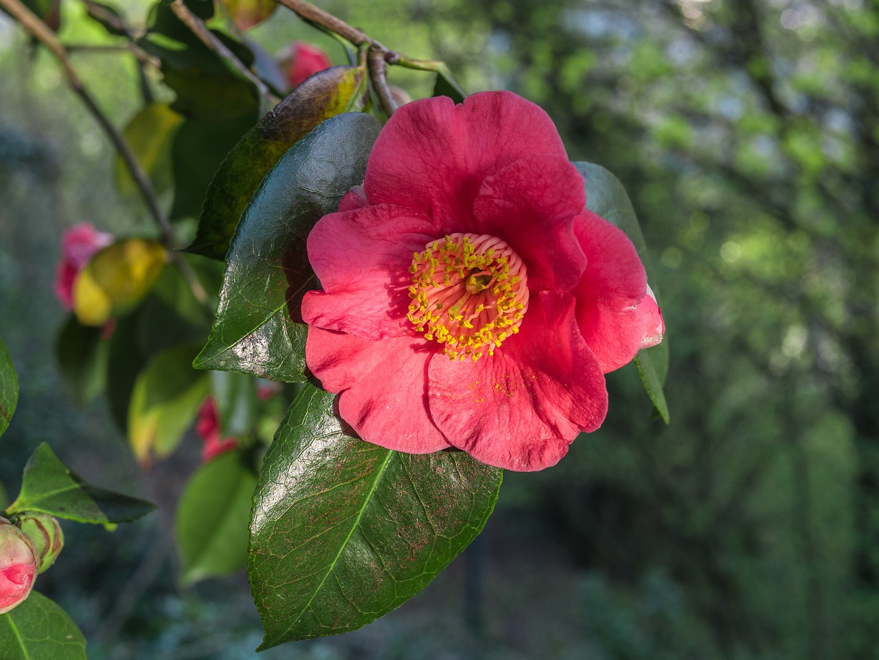 flower  plant  leaf free photo