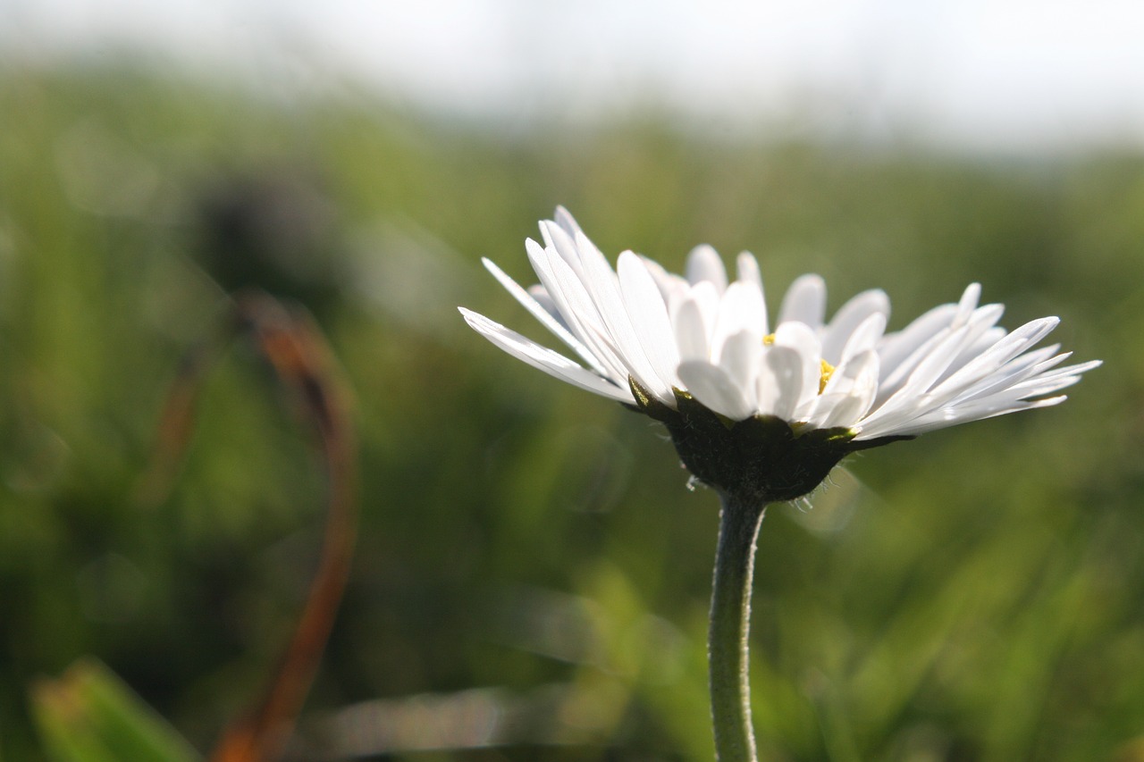 flower  nature  plant free photo