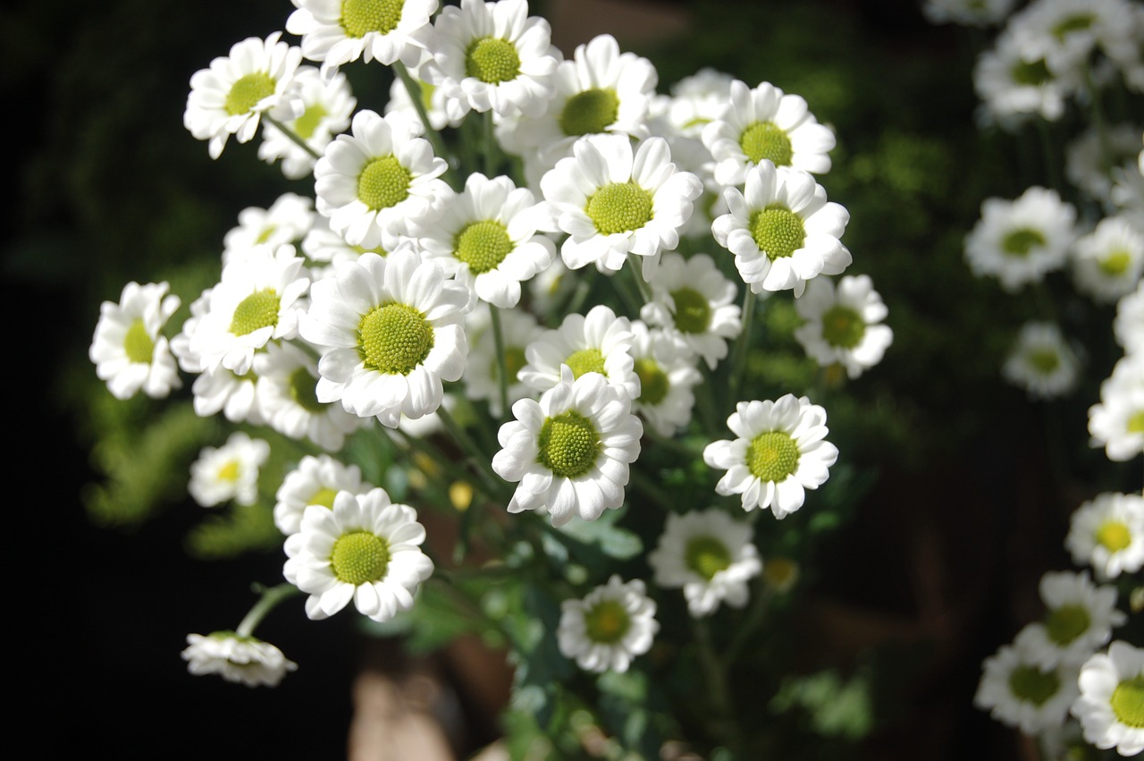 flower  white flowers  spring free photo