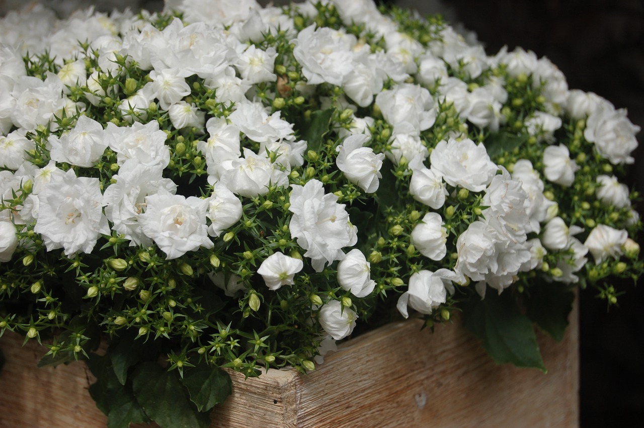 flower  nature  bouquet de fleurs free photo