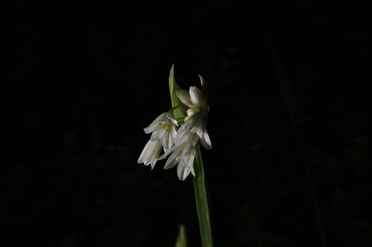 flower  nature  leaf free photo