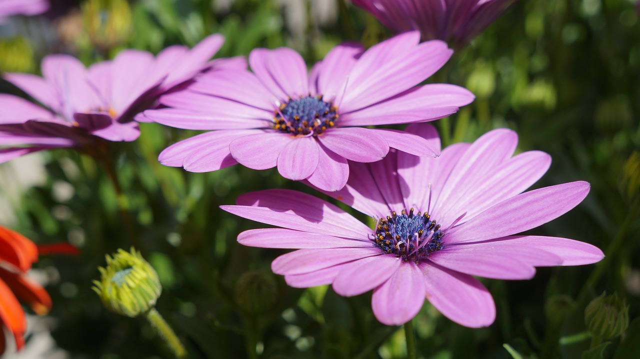 flower  flora  nature free photo