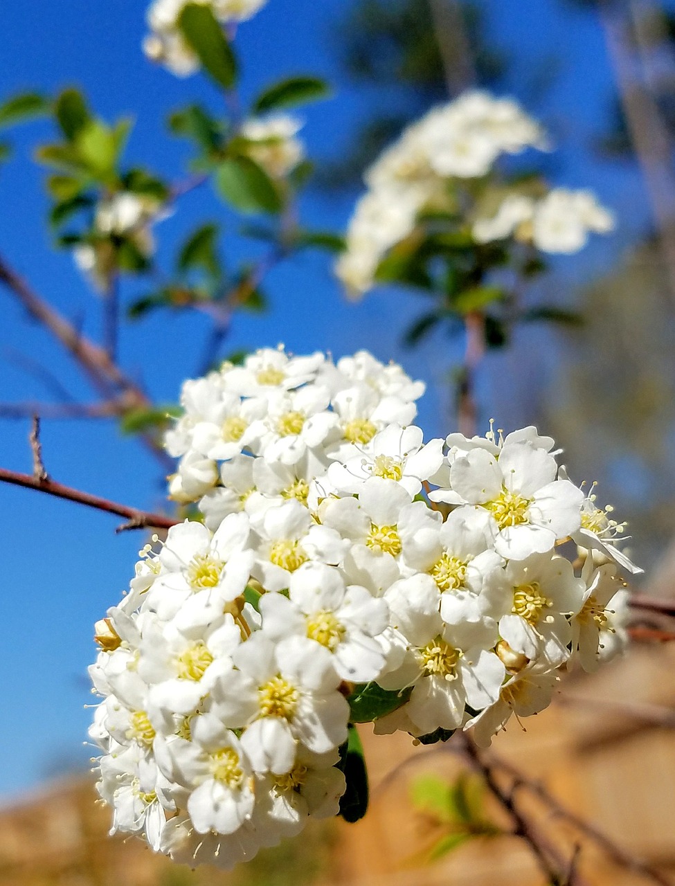 flower  flora  nature free photo