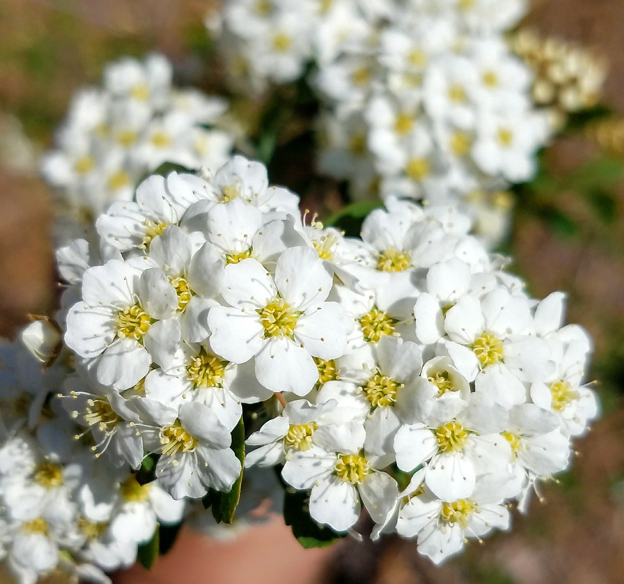 flower  flora  nature free photo